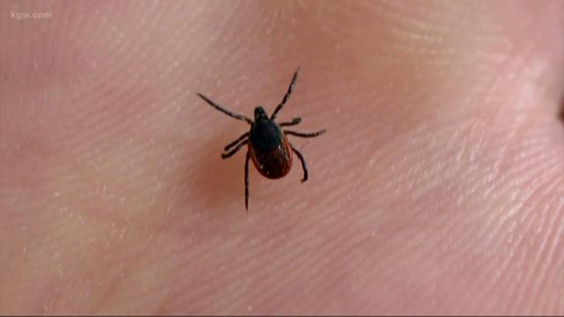 Central Oregon a hot spot for Colorado tick fever, officials say