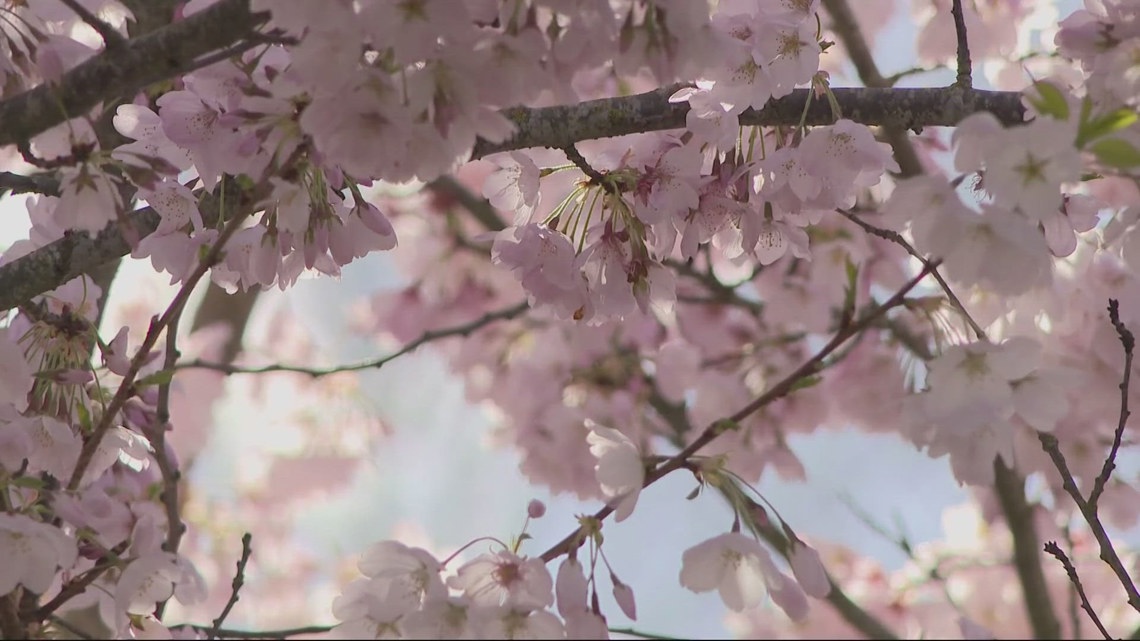 Cherry blossoms light up Oregon State Capitol State Park for ‘Yozakura' event