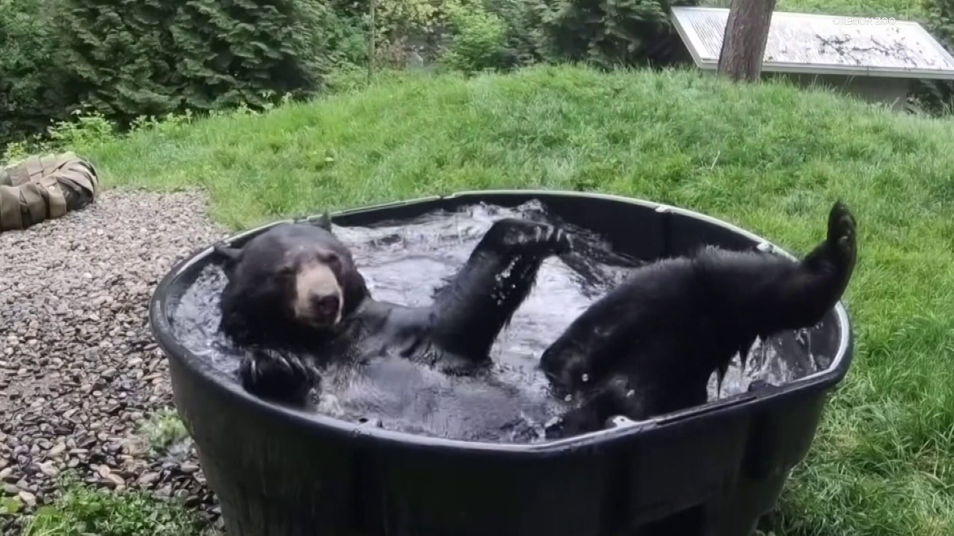 Out & About: Meet the black bears at the Oregon Zoo | kgw.com