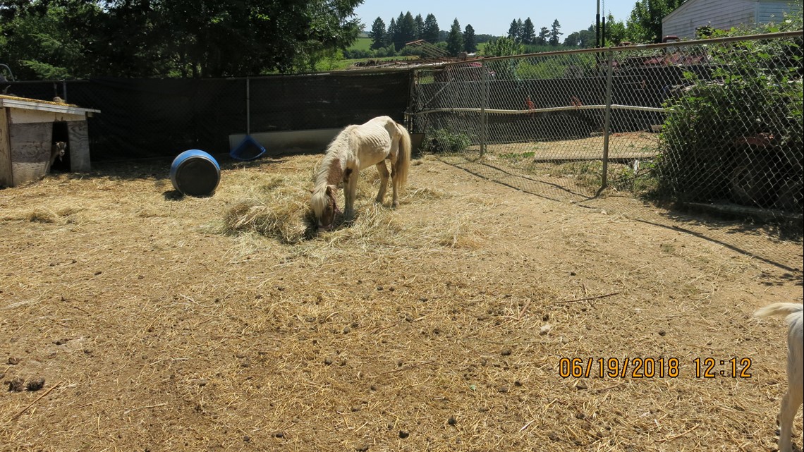 Photos Suspected animal abuse in Yamhill