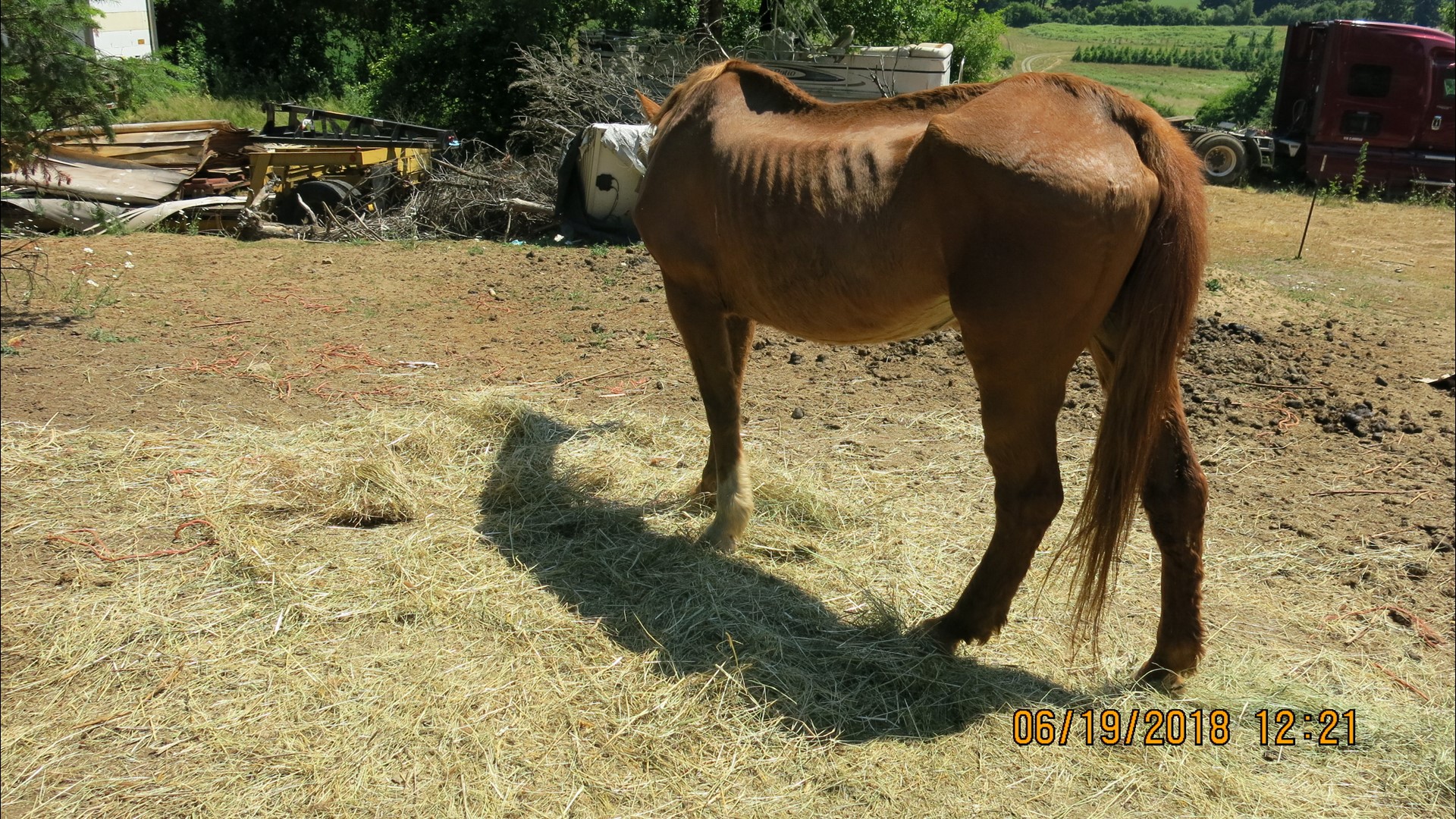 Photos Suspected animal abuse in Yamhill