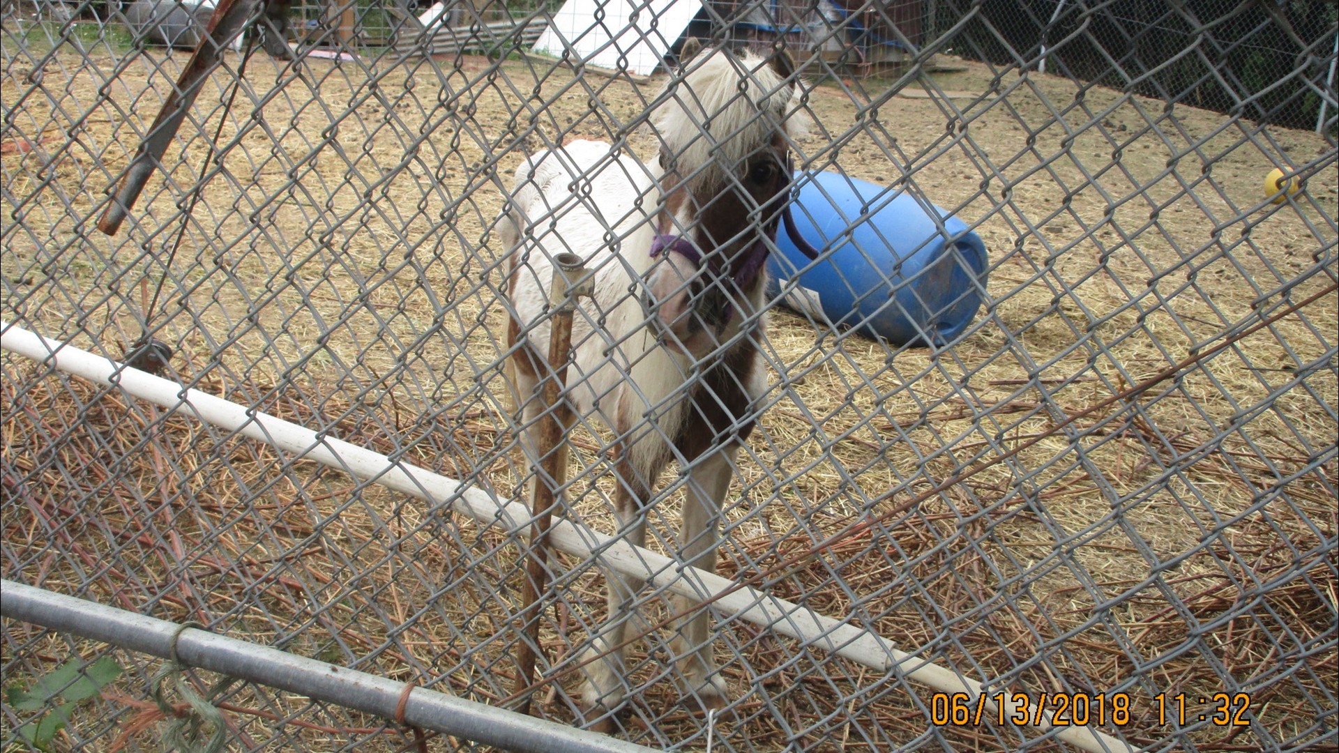 Photos Suspected animal abuse in Yamhill