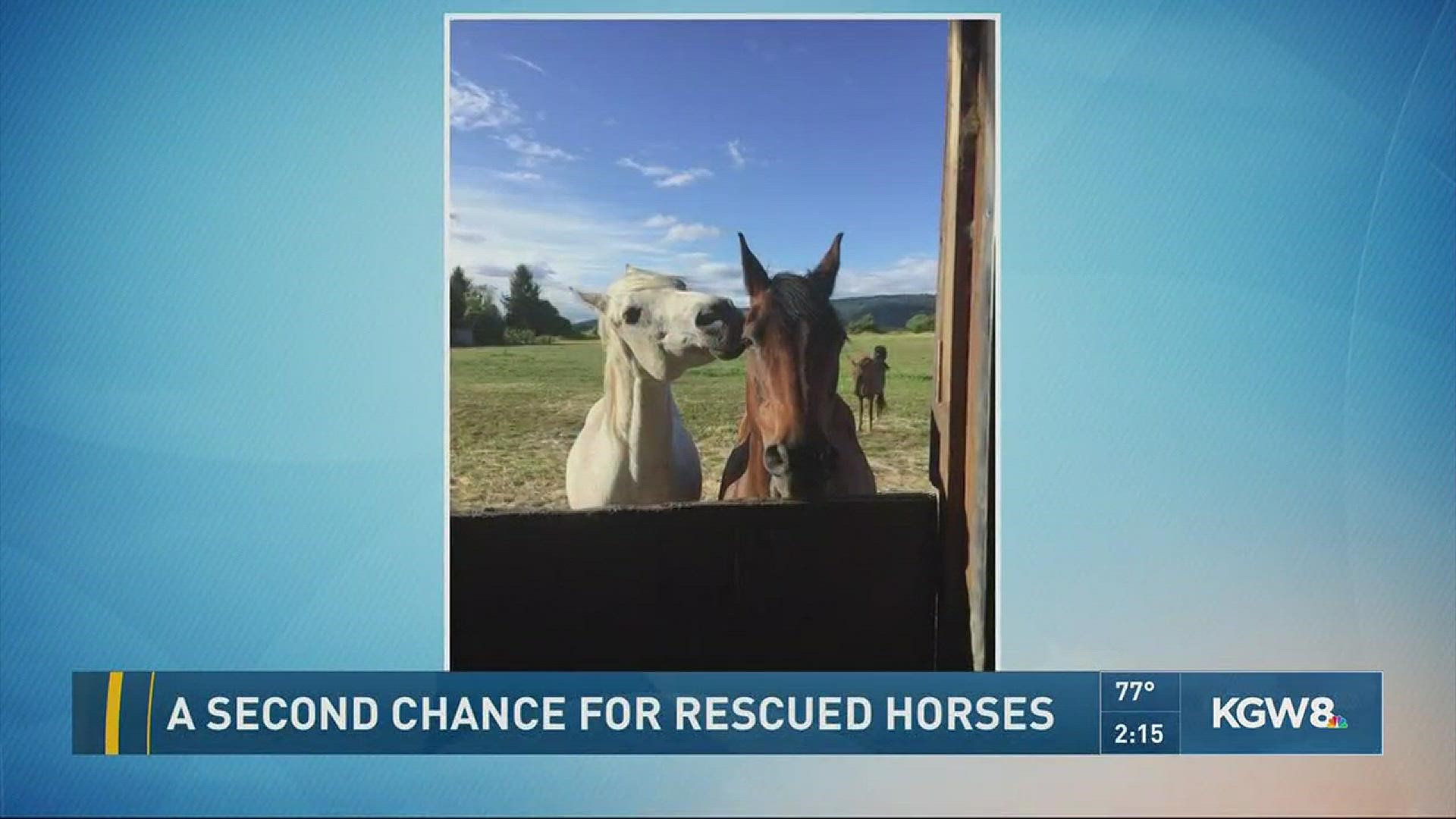 A second chance for rescued horses