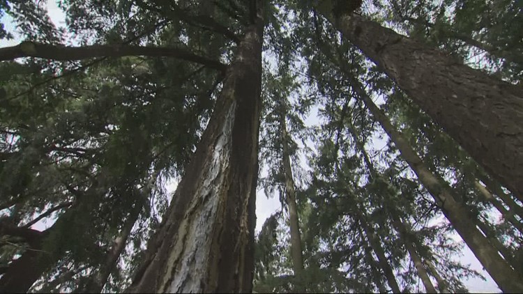 Study finds Portland lost more than 800 acres of tree canopy in five years
