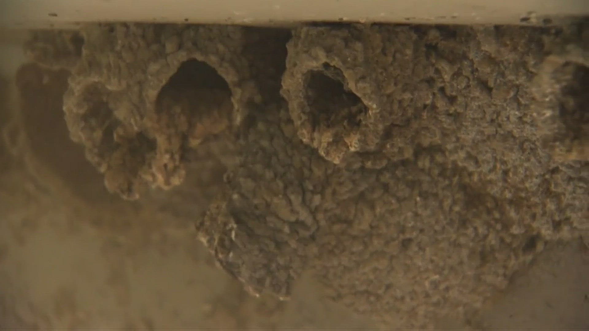 Crews knock down protected birds' nests to protect birds