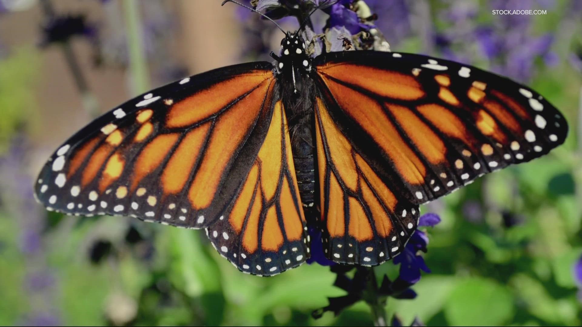 Environmentalists say the population of monarch butterflies in North America has declined between 22% and 72% over 10 years.