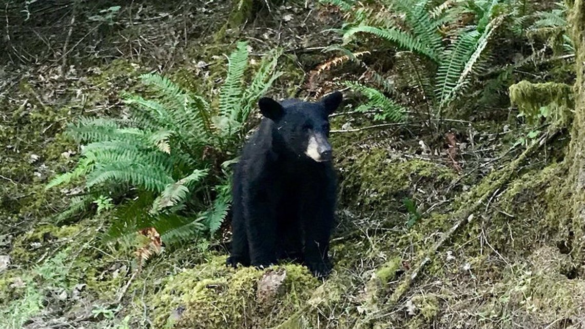 Black Bears down Scrappers  News, Sports, Jobs - Tribune Chronicle