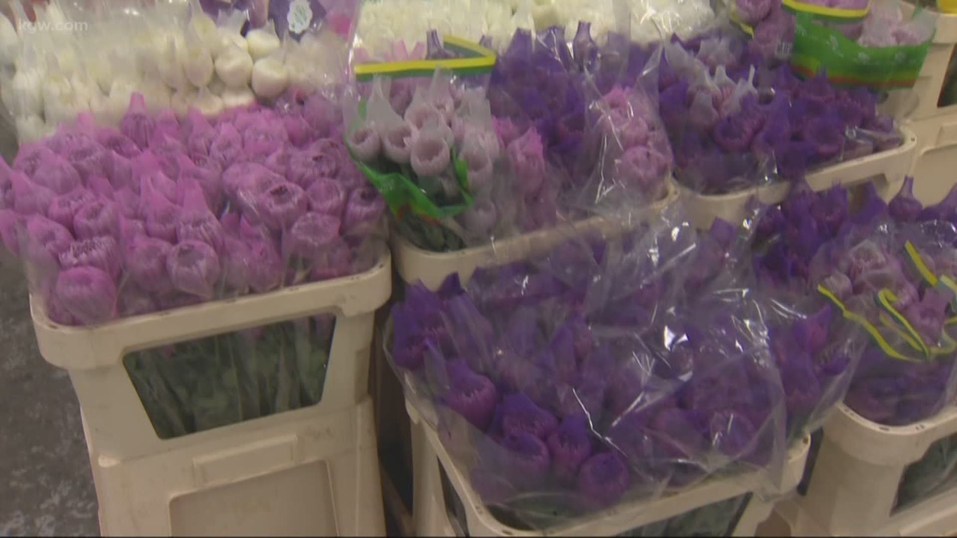 If you're planning to buy a loved one some flowers this Valentine's Day, there's a big chance they came from the Portland Flower Market. This warehouse in North Portland is where many florists come to buy their flowers. We got a behind-the-scenes look, and also some ideas for unique flowers to give this Valentine's Day - not just red roses.
https://pdxflowermarket.com/