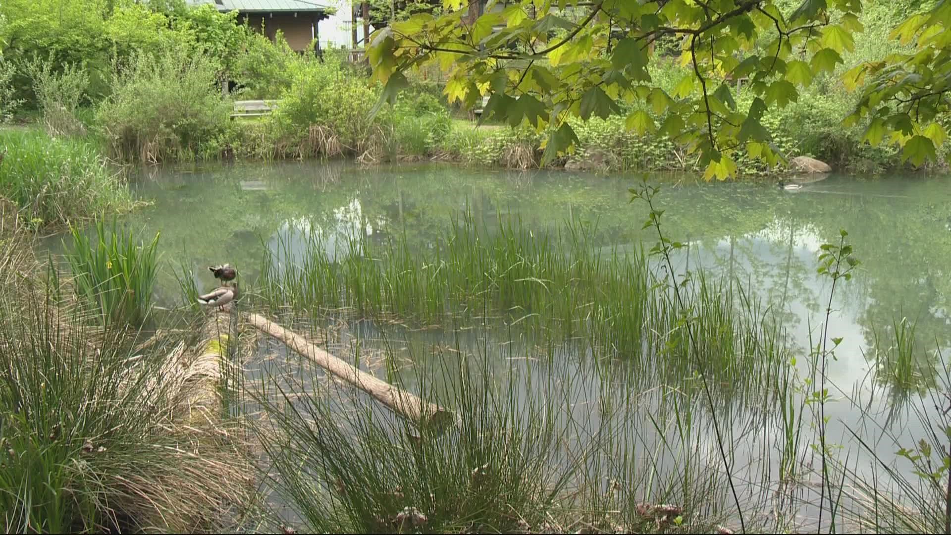 Even at this small Oregon City site, wetlands prove their worth as a wildlife nursery. Organizers hope the workshop will underline that they need to be protected.