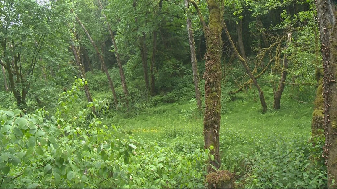 Earth Day Events In Portland Oregon This Weekend Kgw