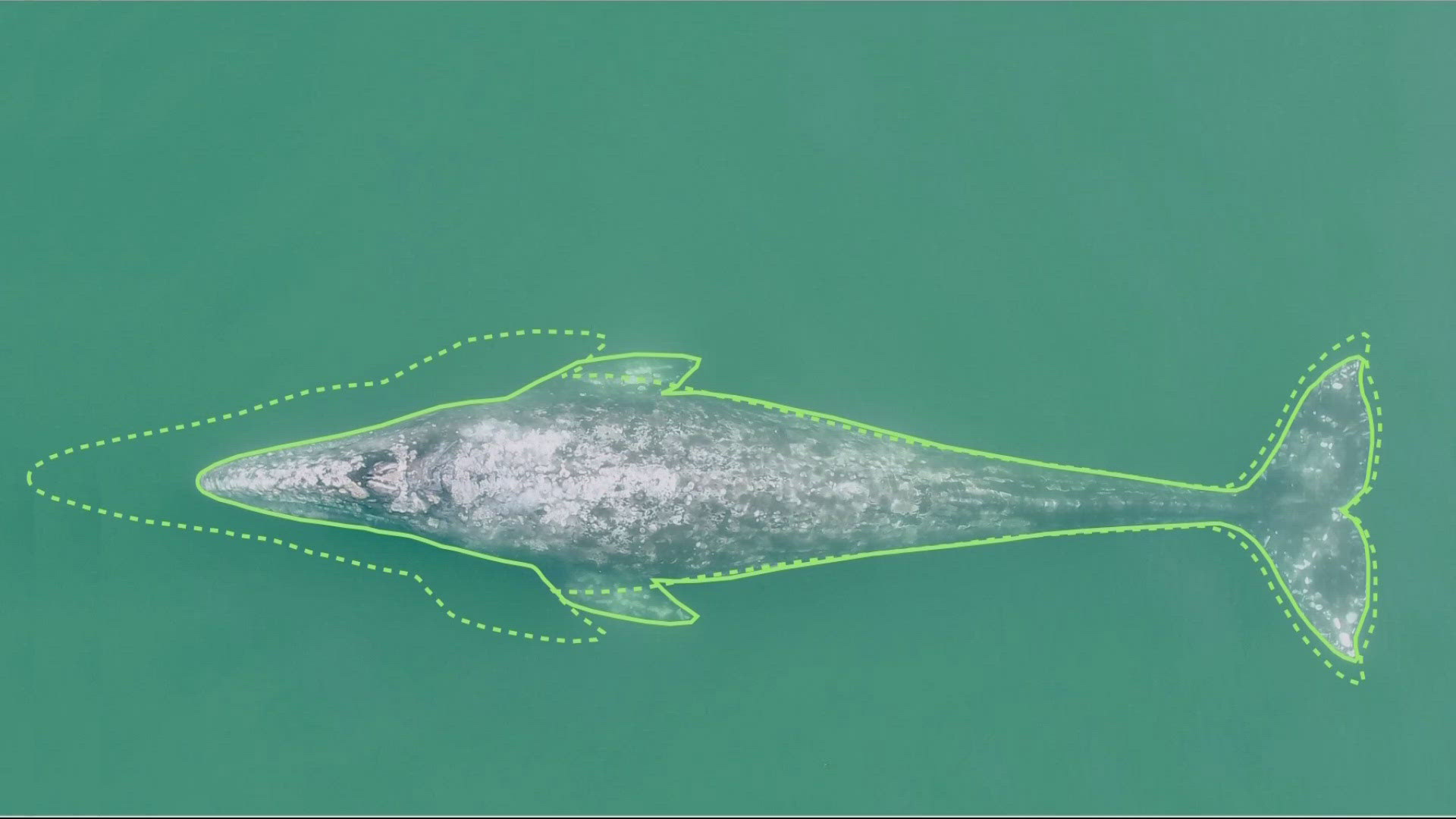 Oregon State University researchers are raising some red flags about shrinking Pacific gray whales that spend their summers off the Oregon Coast