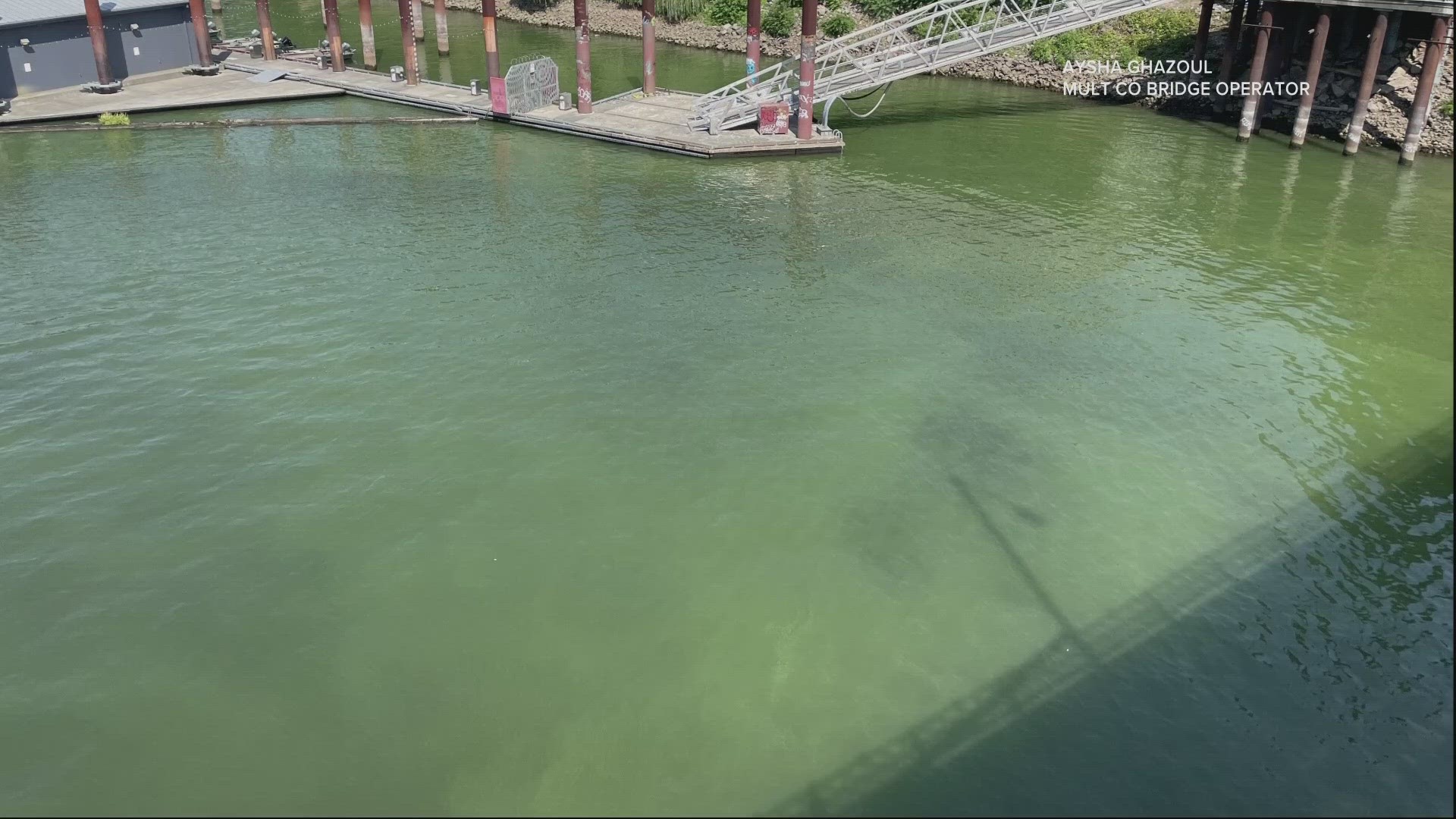 Amid a health advisory for algae blooms in the Willamette River near downtown Portland, researchers have been developing a new way to figure out which are toxic.