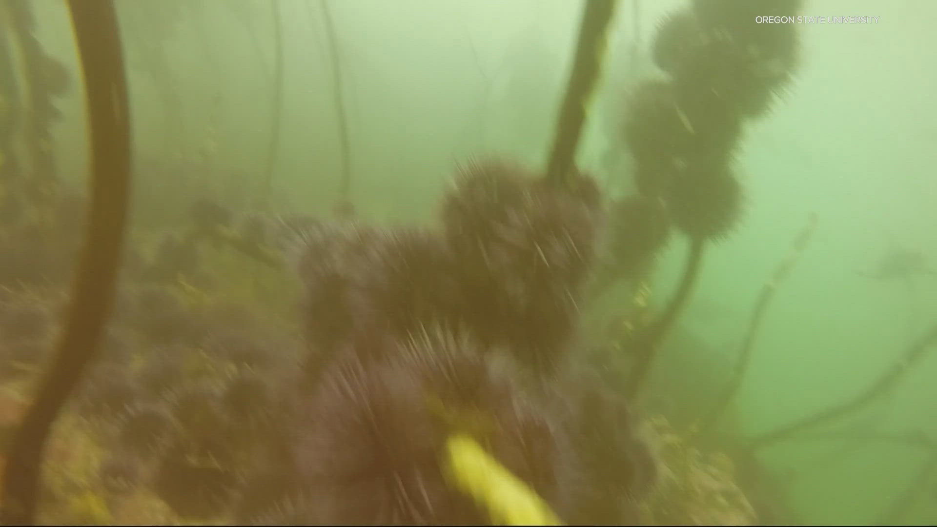 Sea Urchin Population Growth Impacts Oregon Gray Whales Kgw