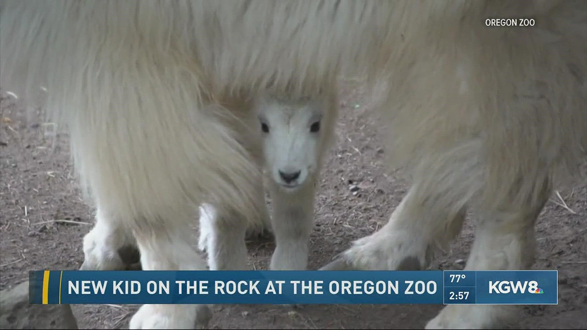 New kid on the rock at the Oregon Zoo