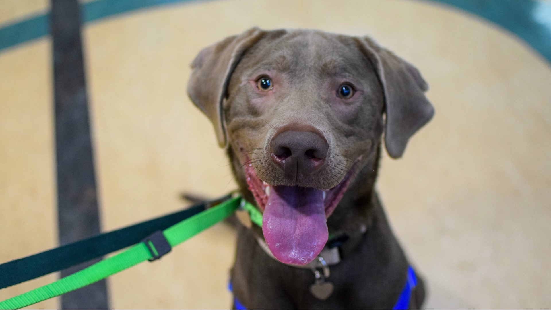 Oregon Humane Society reaches 11,000 pet adoptions | kgw.com