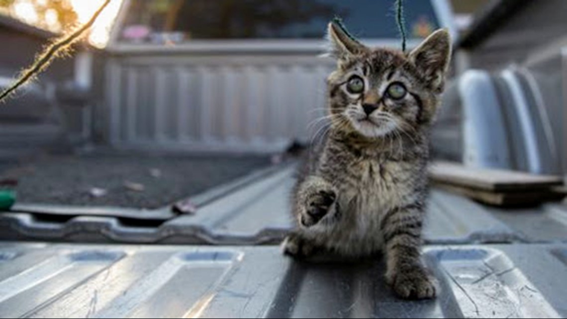 Sticky the kitty Kitten glued to Salem road rescued by driver