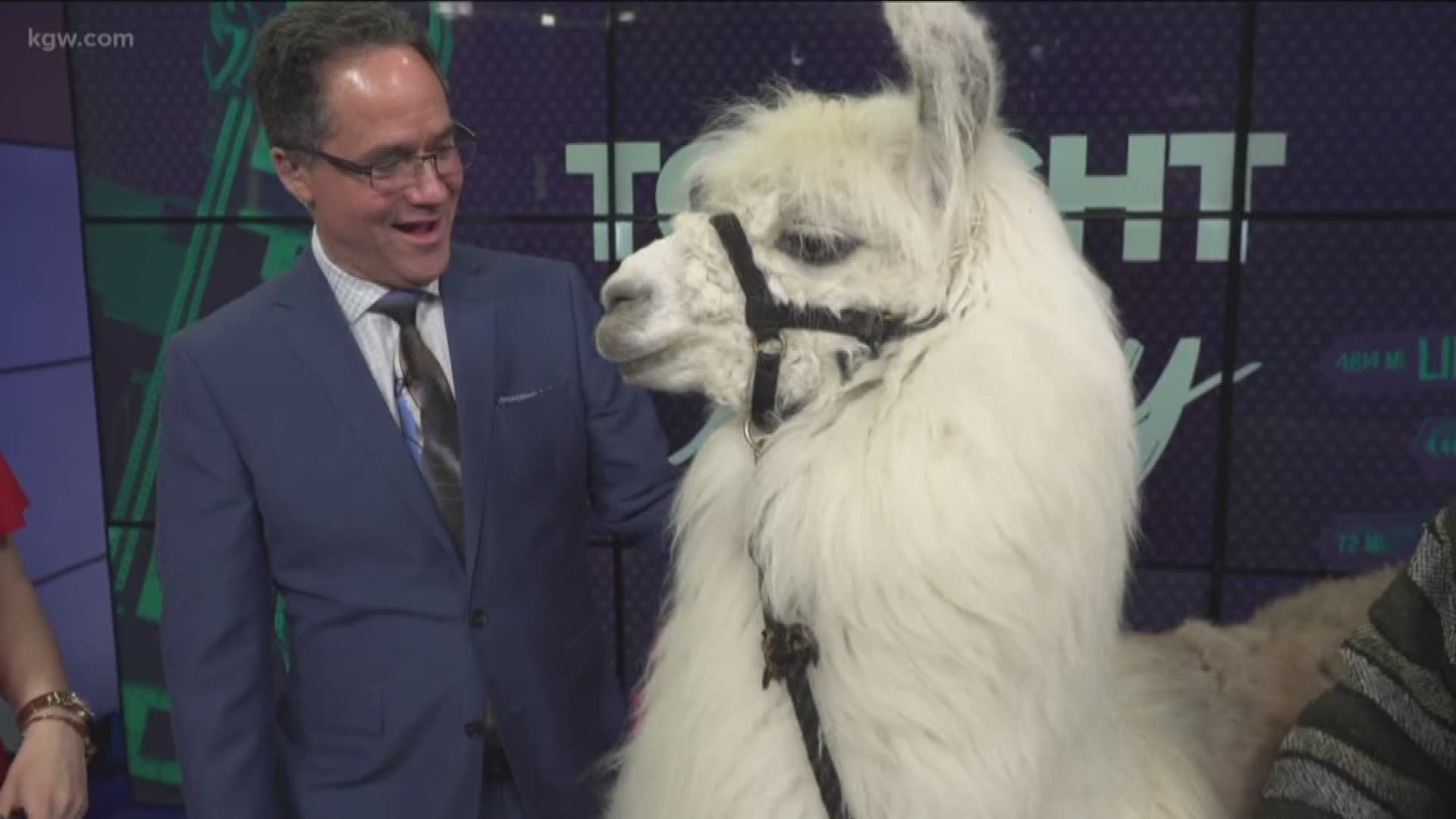 He's fluffy and a "Llamactivist." Caesar the No Drama Llama visited Tonight with Cassidy on National Love Your Pet Day.

facebook.com/thenodramallama
#TonightwithCassidy