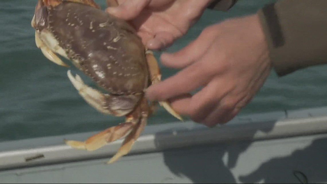 Oregon crab season gets the green light after nearly six weeks of delays