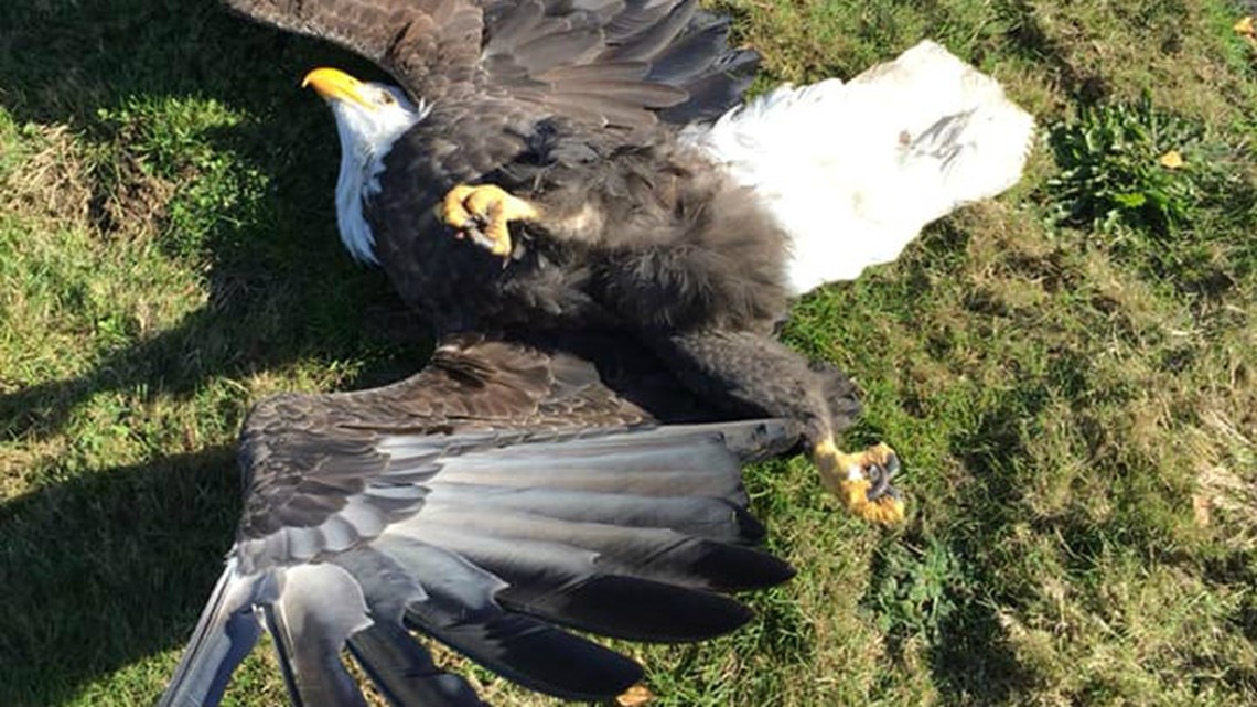 Mysterious mass bird deaths in Hillsboro | kgw.com