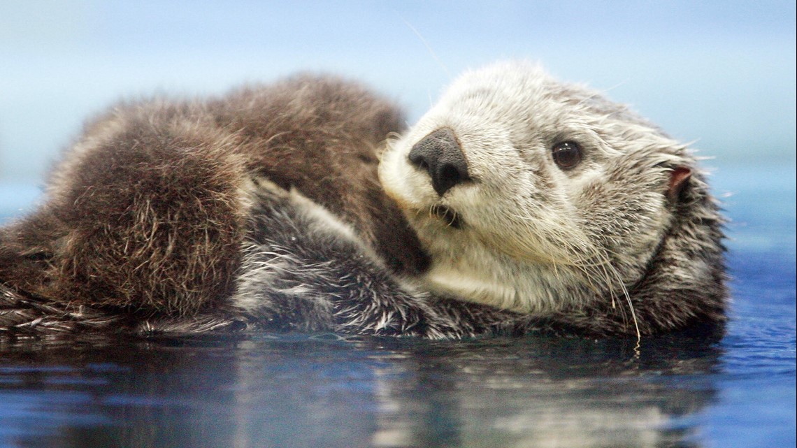 Plan floated to return sea otters to the Oregon Coast | kgw.com
