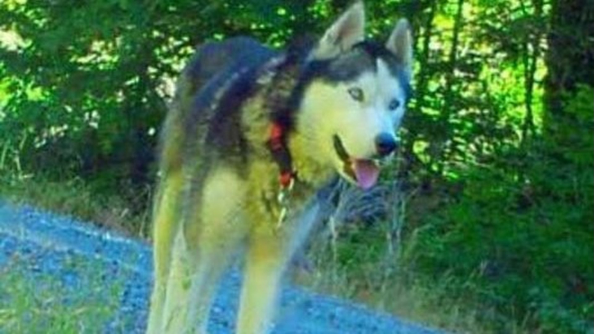 Search for Siberian husky lost for 3 months near Detroit after car
