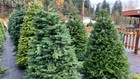 Customers to pay higher prices for limited Christmas tree supply
