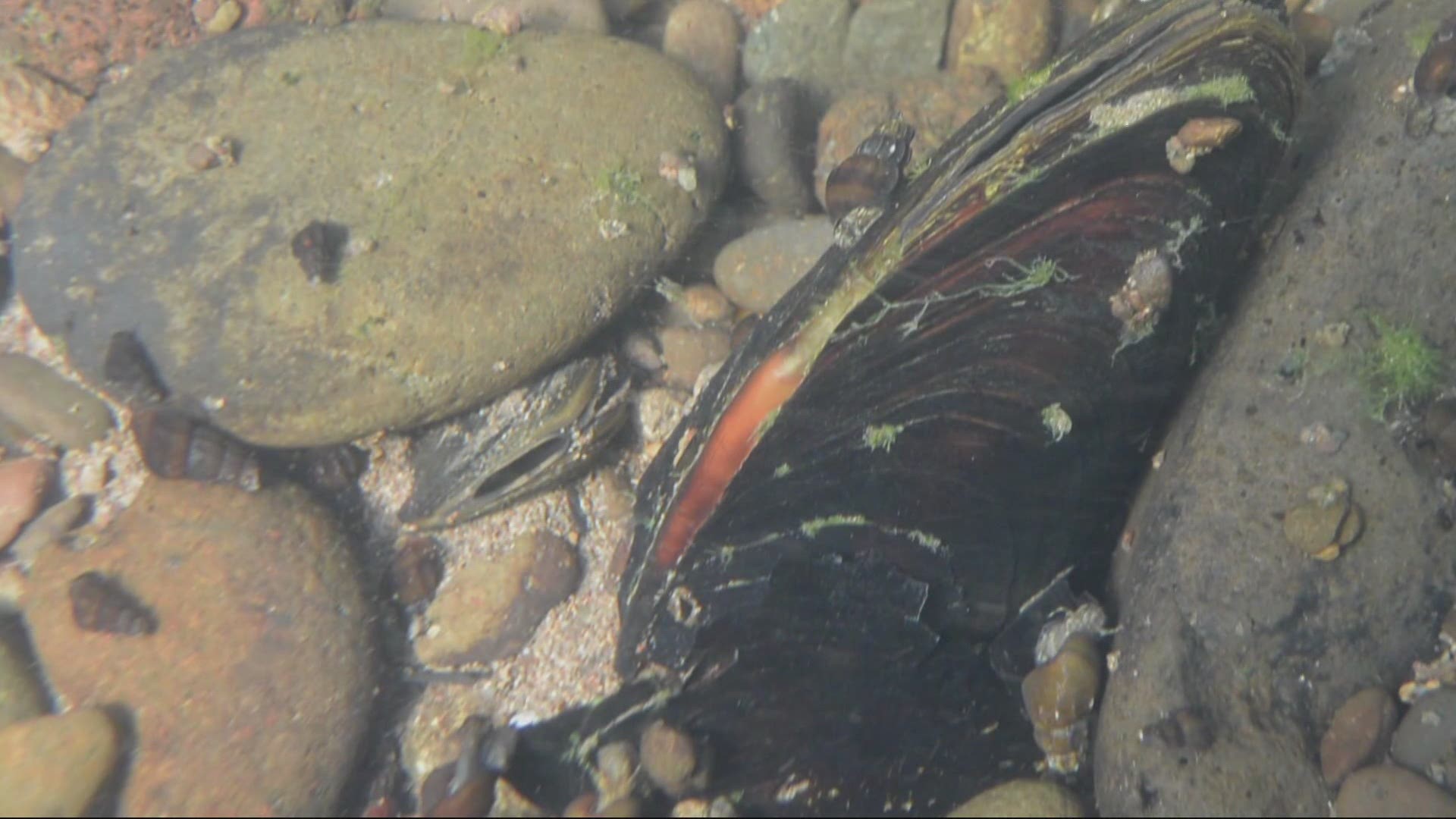 Researchers from Portland State University found pesticides in Northwest oysters. Keely Chalmers explains where the chemicals might be from.