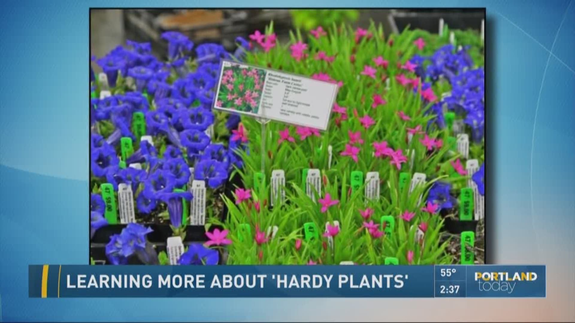 Learning more about 'hardy plants'