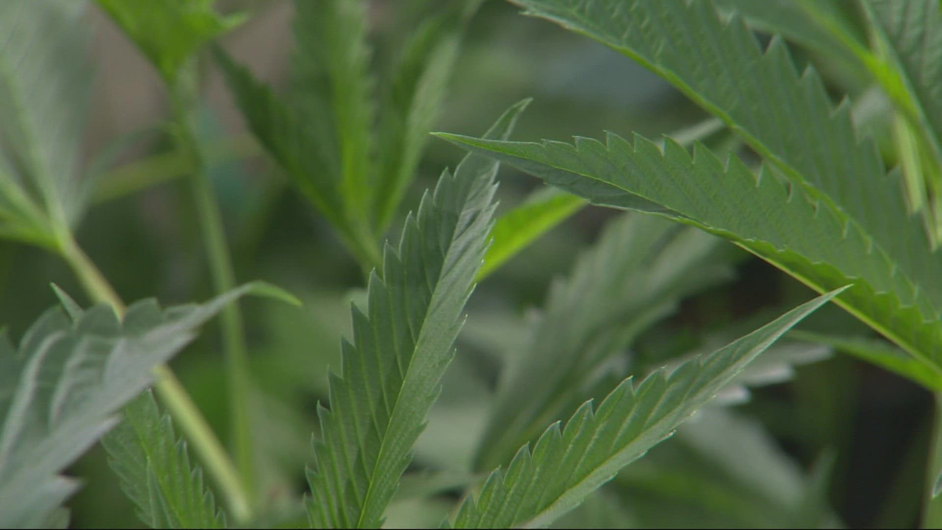 Jackson County says there are so many unlicensed growers, they need help from the feds to crack down. KGW's Alma McCarty reports.