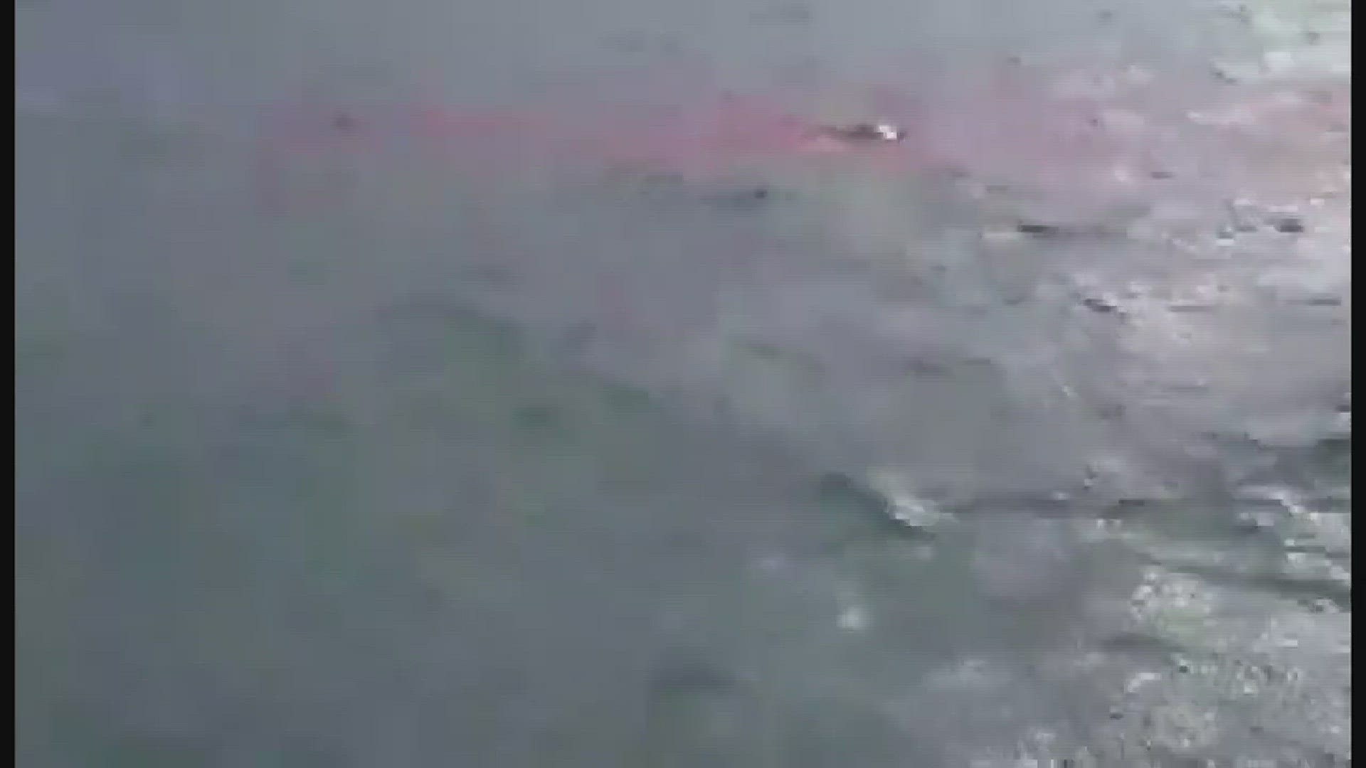 Shark attacking seal in Columbia River
