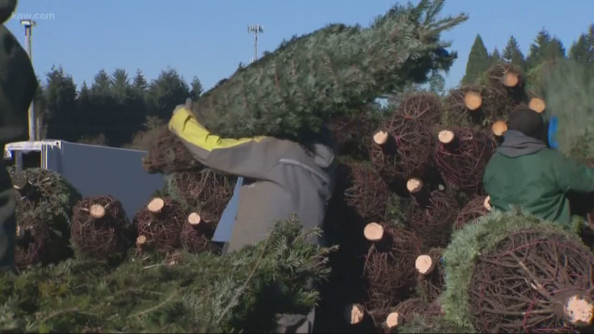 A Christmas tree shortage is affecting tree prices.