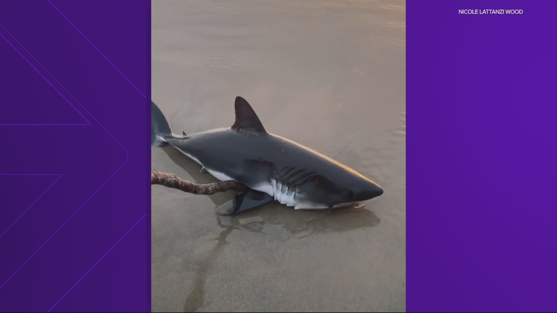 It happened at Rockaway Beach earlier this week. A couple spotted the shark and rolled it back into the water. They believed it was a salmon shark.