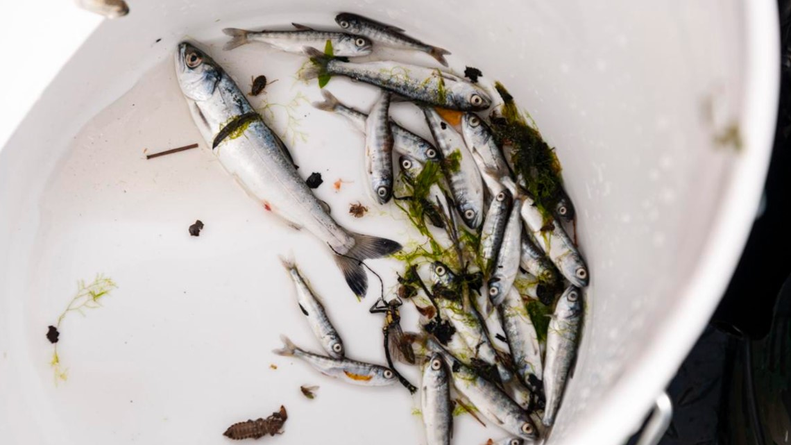 Fish kill consumes the Klamath River - Vimarsana News
