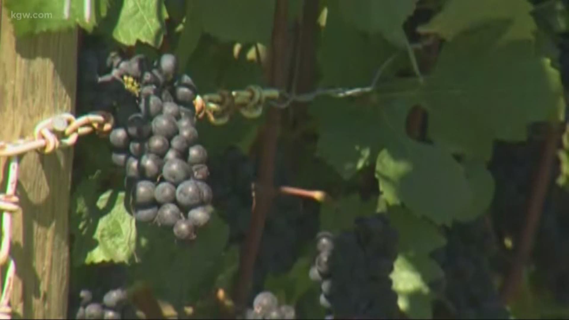 The rain and early cold temperatures in Oregon have made for difficult conditions for pinot harvest. Some winemakers have already taken their grapes off the vine.