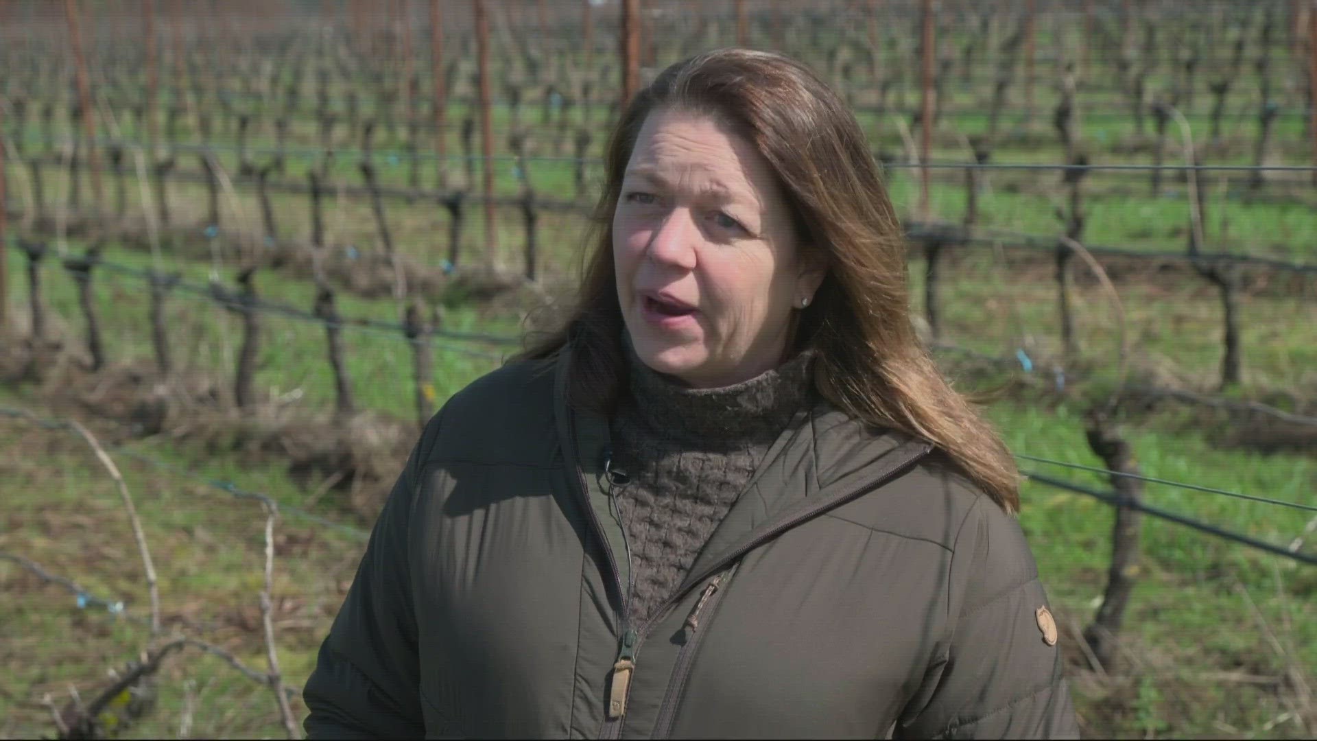 Owner of Ponzi Vineyards in Sherwood said they are behind this year due to the cool and wet weather in the last several weeks.