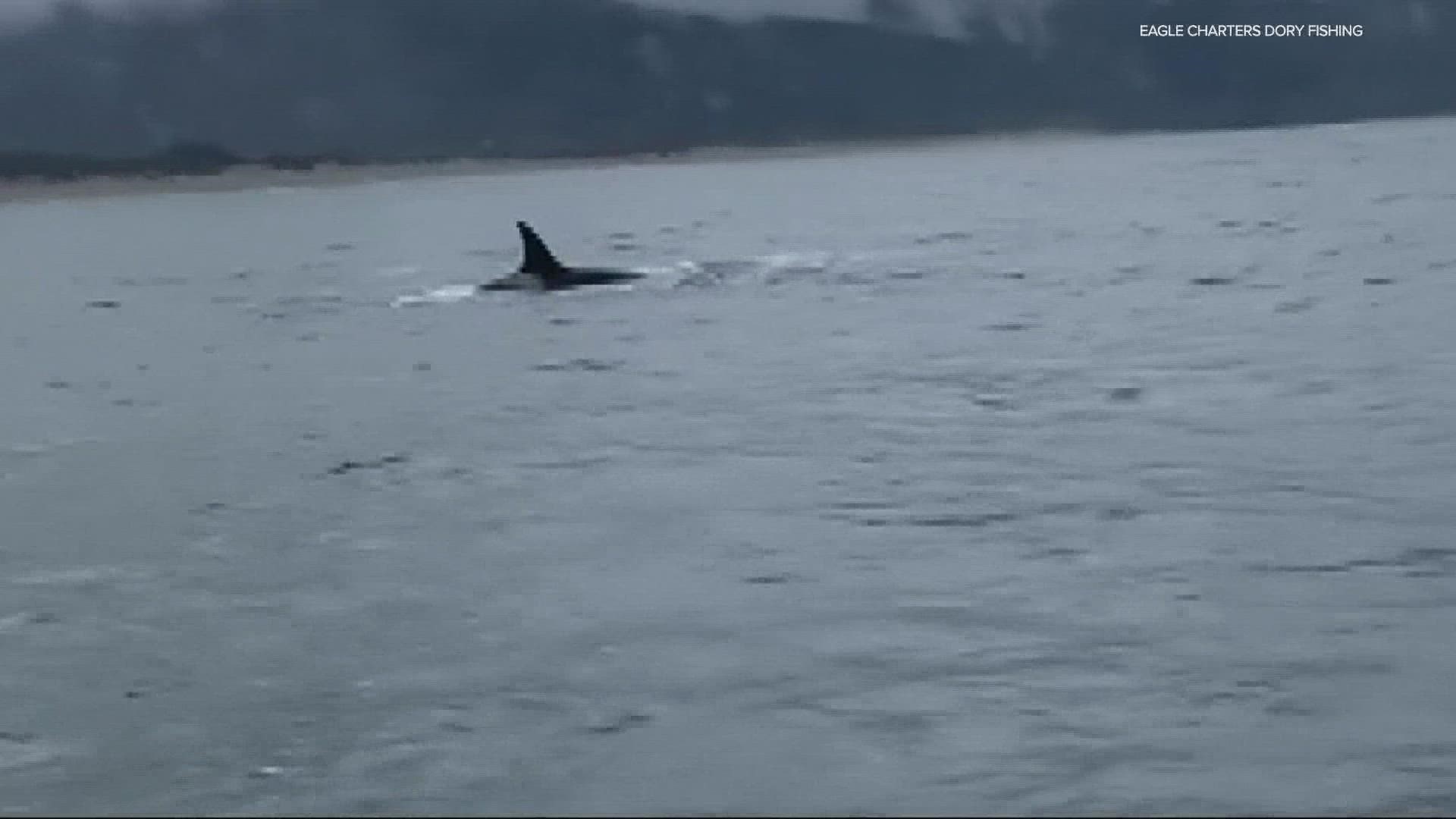 Dan Rocha, who captured video of a pod of orcas, said one of the males started swimming in the direction of his boat and swam right underneath it.
