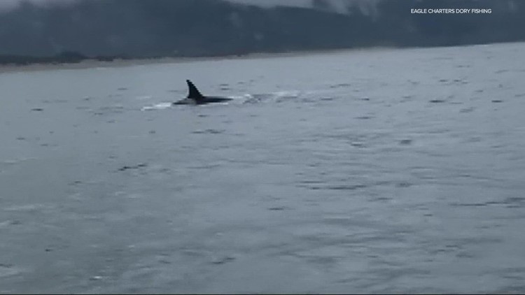 Orca sightings reported along the Oregon Coast