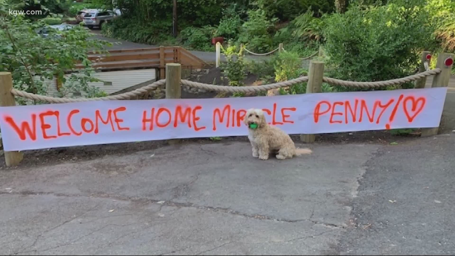 Penny went missing during a backpacking trip with her owner.