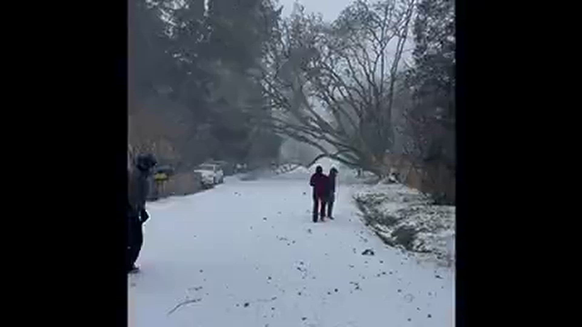 Tree coming down on power lines in Portland, Ore.
Credit: Kyle Alexander