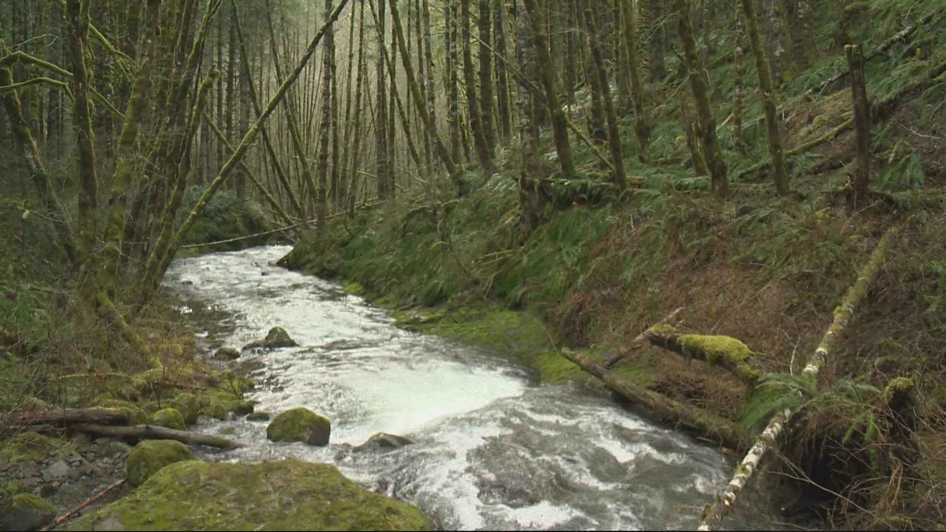 The creek adopted the name of a nearby logging camp set up during the Tillamook Burn, a series of massive forest fires that started in 1933.