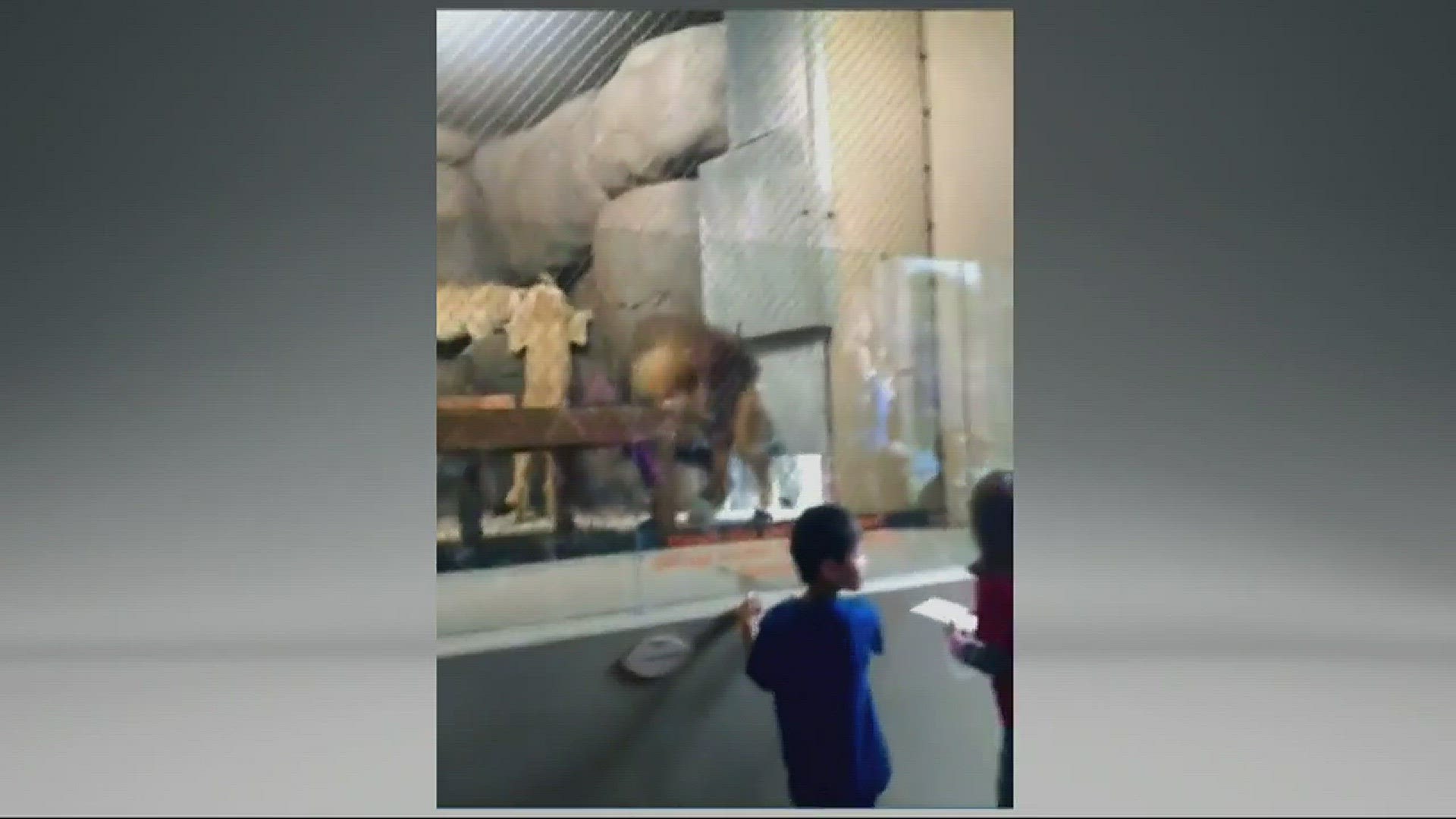 Oregon Zoo lion recovering after door mishap