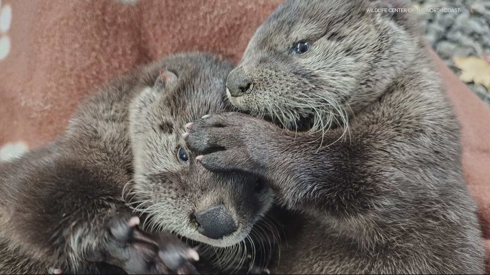 The two were found at Cove Palisades State Park, with officials hoping they'll become strong enough to be released back into the wild.