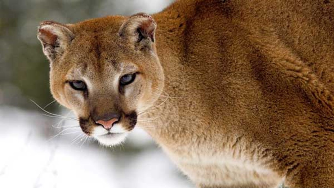 3 Cougars Euthanized In Oregon Following Livestock Attacks 2703