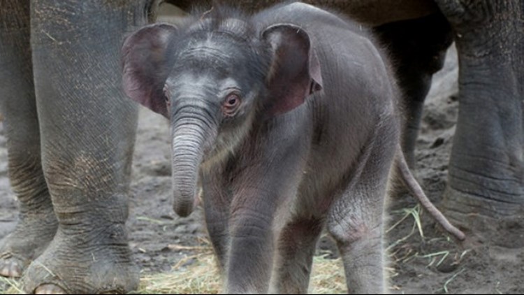 Columbus Zoo's elephant baby dies after sudden illness