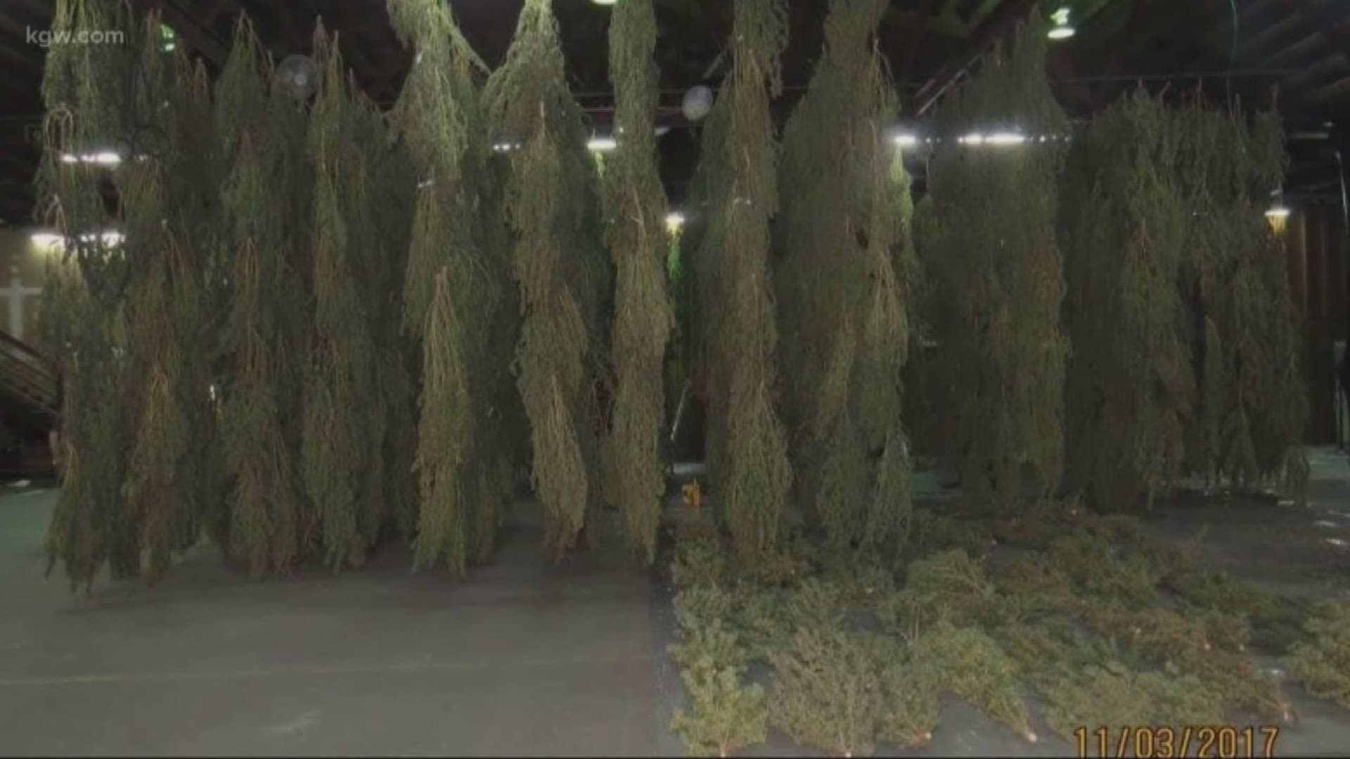 Portland police find 3,000 pounds of marijuana