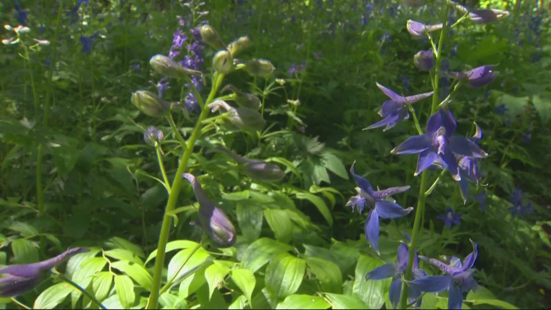 Along the popular Cape Horn Trail, in the Columbia River Gorge, the wildflowers are blooming.