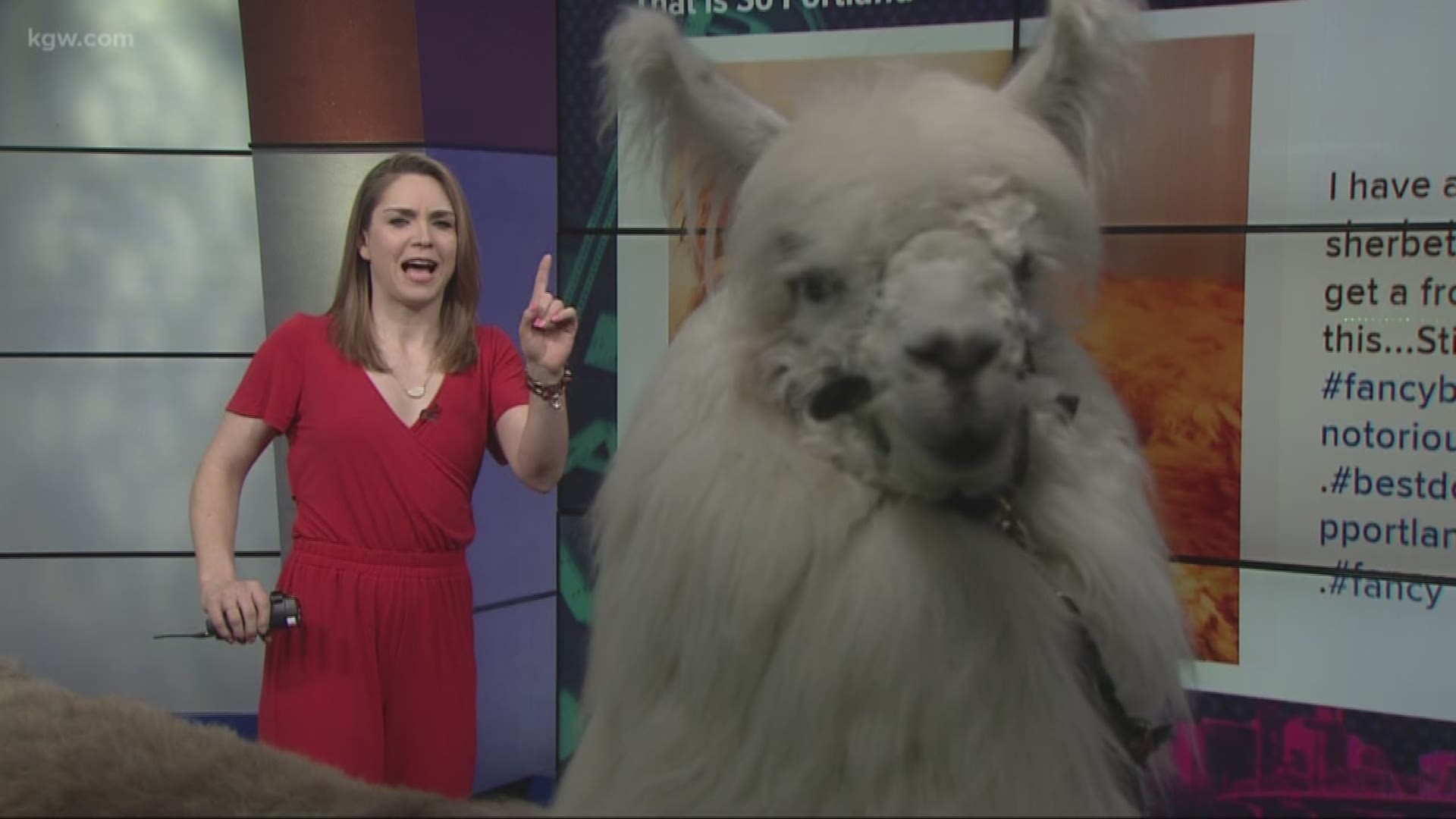 Caesar the No Drama Llama really wanted to be a part of our weekly That is So Portland Segment.

#TonightwithCassidy

facebook.com/thenodramallama
