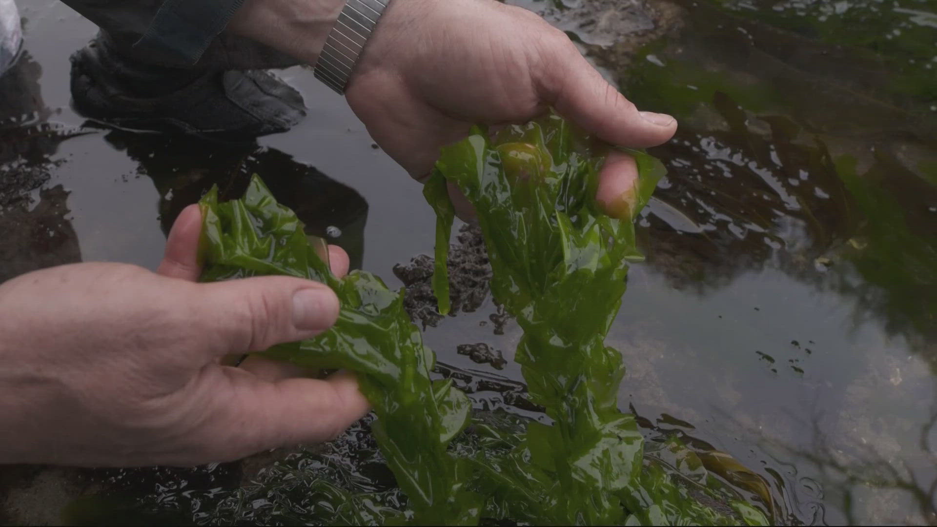 A wild edible expert cooks up a delicious wild foods feast from items foraged from Oregon beaches and forests.
