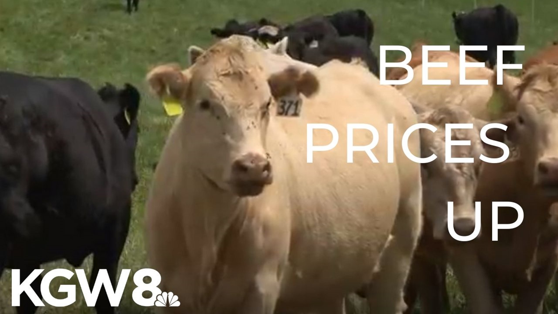 A study released this month estimates the COVID-19 pandemic will cost the cattle industry $13.6 billion dollars.