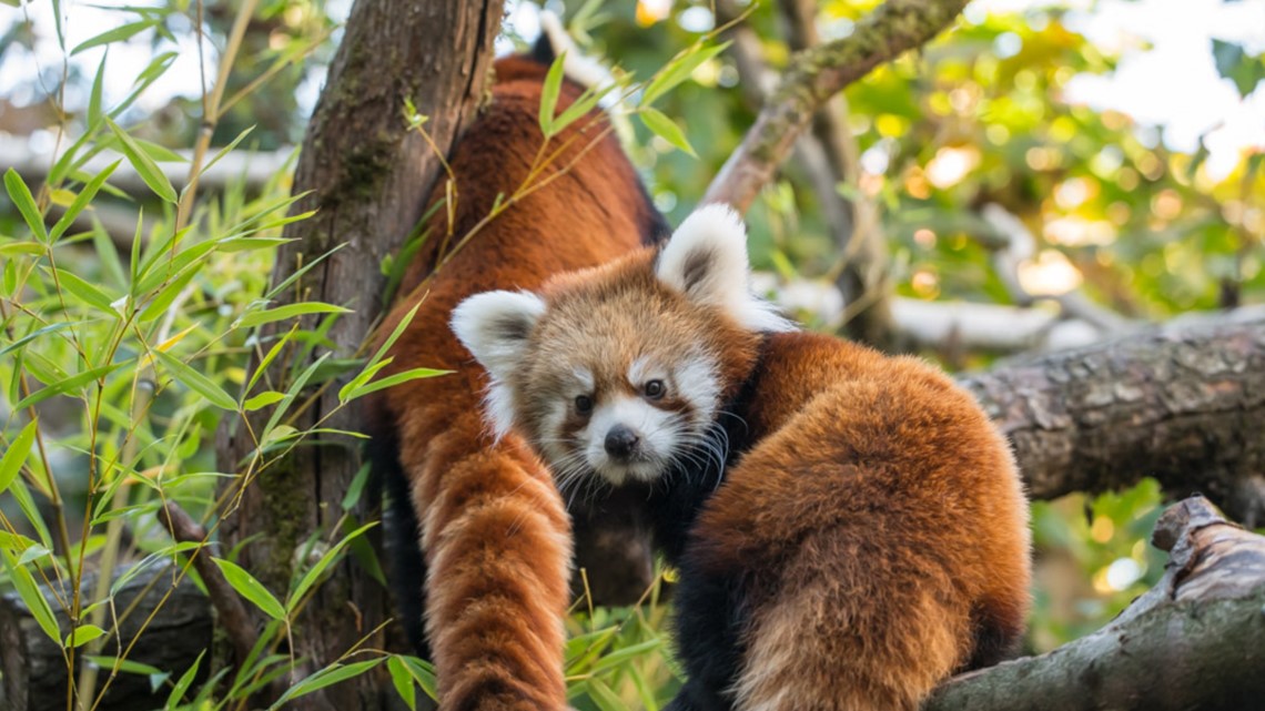 Red pandas Mei Mei, Pabu leaving Oregon Zoo to move to ZooMontana | kgw.com